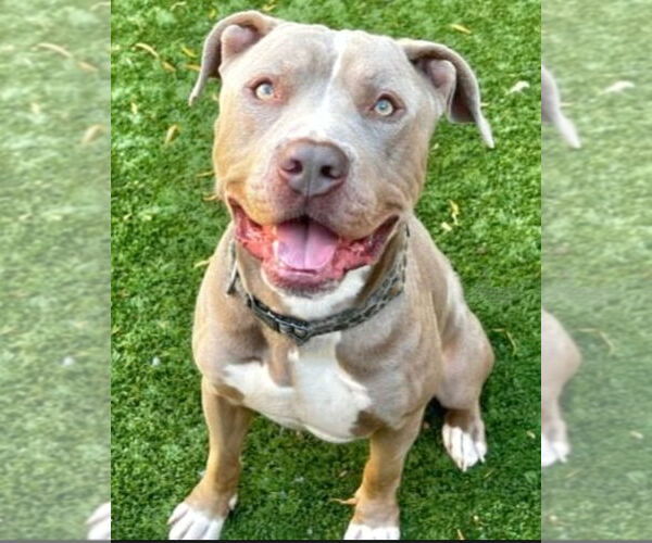 Medium Photo #19 American Staffordshire Terrier-Unknown Mix Puppy For Sale in Lake Forest, CA, USA