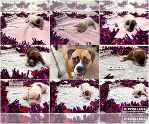 Boxer Puppy for sale in KATY, TX, USA