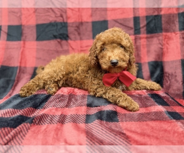Medium Photo #2 Poodle (Miniature) Puppy For Sale in LAKELAND, FL, USA