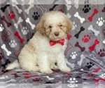 Small Photo #16 Poodle (Miniature) Puppy For Sale in LAKELAND, FL, USA