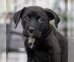 Small #1 Labrador Retriever Mix