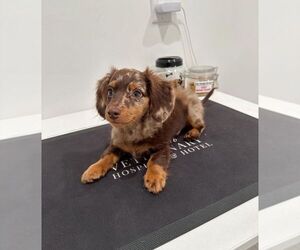 Dachshund Dogs for adoption in SAINT LOUIS, MO, USA