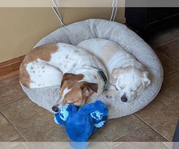 Medium Photo #7 Pug-Unknown Mix Puppy For Sale in Boonton, NJ, USA