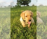 Small Labrador Retriever