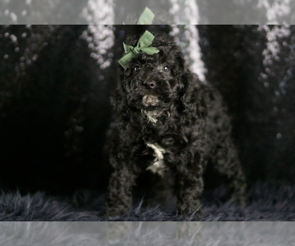 Medium Photo #8 Goldendoodle (Miniature) Puppy For Sale in WARSAW, IN, USA