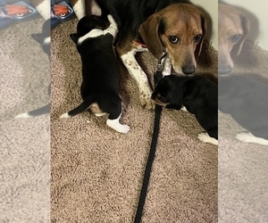 Beagle Puppy for sale in LOUISBURG, NC, USA