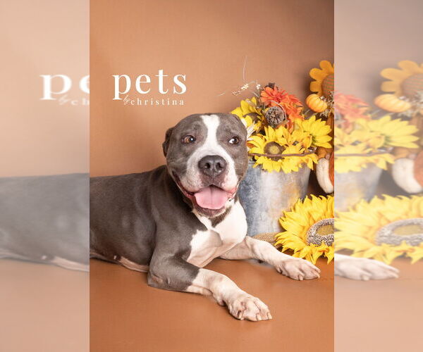 Medium Photo #4 American Pit Bull Terrier-Unknown Mix Puppy For Sale in Foristell, MO, USA