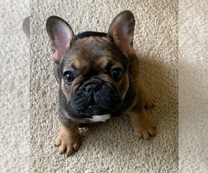 French Bulldog Puppy for sale in BILOXI, MS, USA