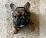 Small Photo #1 French Bulldog Puppy For Sale in BILOXI, MS, USA