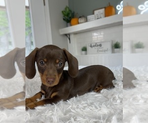 Dachshund Puppy for sale in INDIANAPOLIS, IN, USA