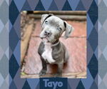 Small #3 American Pit Bull Terrier