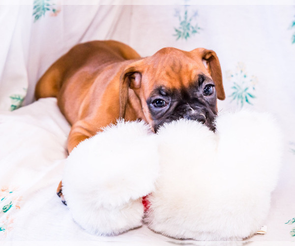 Medium Photo #5 Boxer Puppy For Sale in WAKARUSA, IN, USA