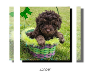 Poodle (Miniature) Puppy for sale in PANAMA, NY, USA