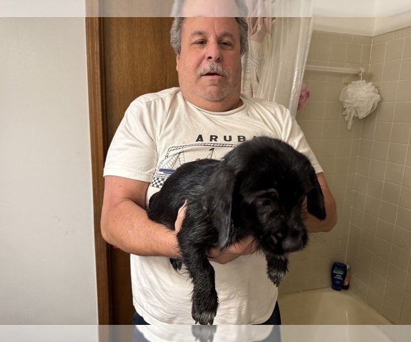 Medium Photo #13 Schweenie Puppy For Sale in DOTHAN, AL, USA