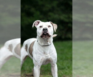 American Bulldog-Unknown Mix Dogs for adoption in Belleville, IL, USA