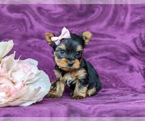 Yorkshire Terrier Puppy for sale in QUARRYVILLE, PA, USA