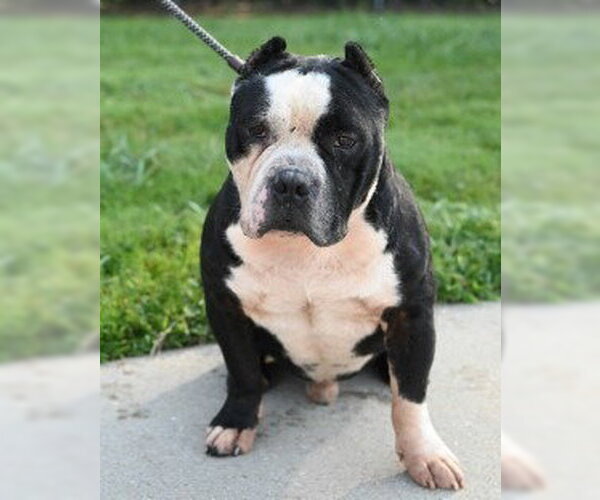 Medium Photo #2 American Staffordshire Terrier-Unknown Mix Puppy For Sale in Glen Allen, VA, USA