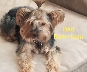 Father of the Yorkshire Terrier puppies born on 08/03/2021