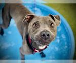 Small #3 American Pit Bull Terrier