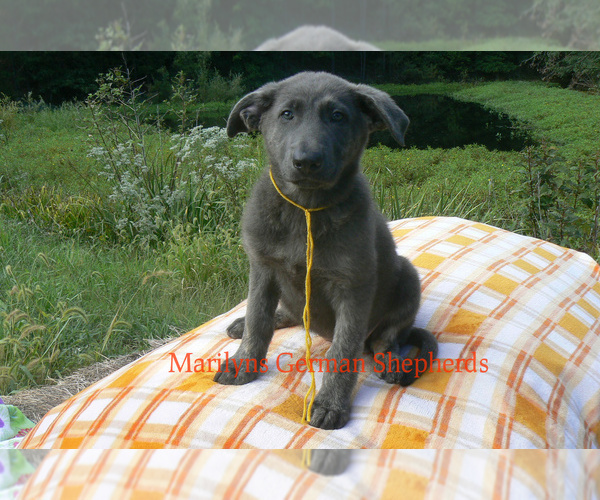 Medium Photo #4 German Shepherd Dog Puppy For Sale in PIEDMONT, MO, USA