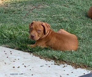 American Bully Puppy for sale in FORT WORTH, TX, USA