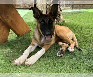 German Shepherd Dog-Unknown Mix Dogs for adoption in San Diego, CA, USA