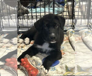 Labrador Retriever-Unknown Mix Dogs for adoption in Hillsboro, MO, USA
