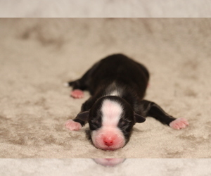 Australian Shepherd Puppy for sale in CHEHALIS, WA, USA