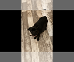 Small Photo #4 French Bullhuahua-Pug Mix Puppy For Sale in PARIS, TX, USA