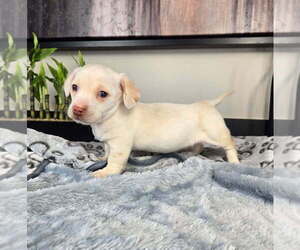 Dachshund Puppy for sale in FRANKLIN, IN, USA