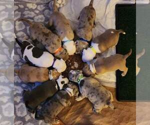 American Bully Litter for sale in APPLETON, WI, USA