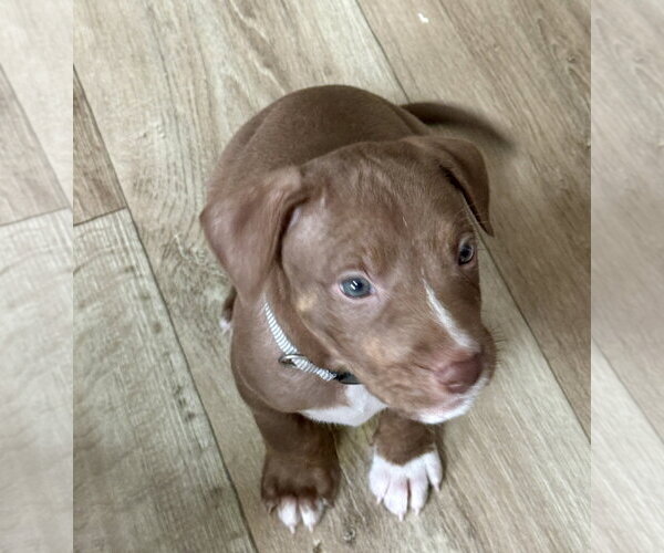 Medium Photo #4 American Staffordshire Terrier-Unknown Mix Puppy For Sale in Holly Springs, NC, USA