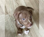 Small #3 American Staffordshire Terrier Mix