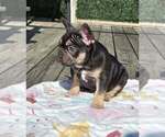 Small #5 French Bulldog