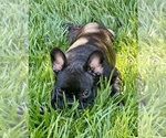 Puppy Booker French Bulldog