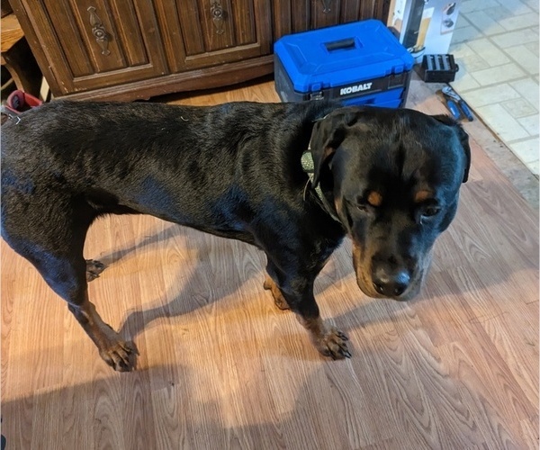Medium Photo #1 Rottweiler Puppy For Sale in LITTLESTOWN, PA, USA