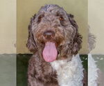 Small #1 Labradoodle
