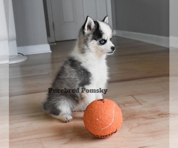 Medium Photo #5 Pomsky Puppy For Sale in KANSAS CITY, MO, USA