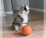Small #4 Pomsky