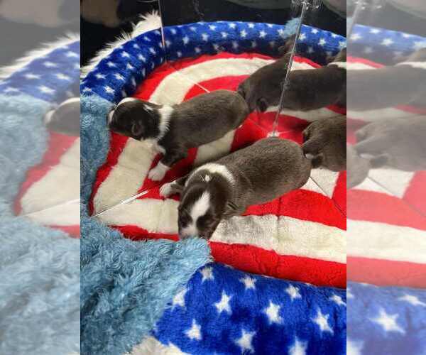 Medium Photo #1 Miniature American Shepherd Puppy For Sale in GARYSBURG, NC, USA