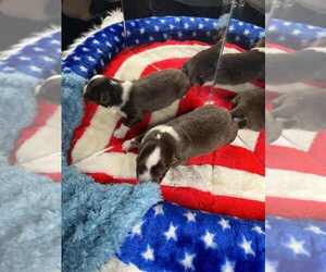 Miniature American Shepherd Puppy for sale in GARYSBURG, NC, USA