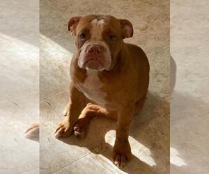 Olde English Bulldogge Puppy for sale in WEEKI WACHEE, FL, USA