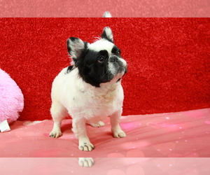 Father of the French Bulldog puppies born on 01/23/2024