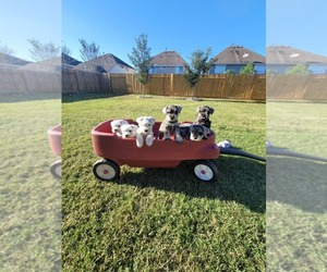 Schnauzer (Miniature) Puppy for sale in ALVIN, TX, USA
