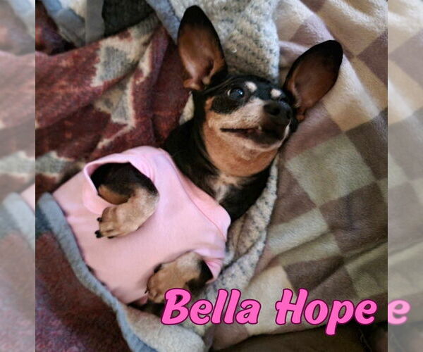 Medium Photo #27 Dachshund-Unknown Mix Puppy For Sale in San Antonio, TX, USA