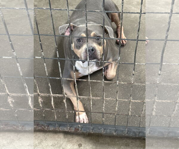 Medium Photo #1 American Pit Bull Terrier-Unknown Mix Puppy For Sale in Jackson, MS, USA