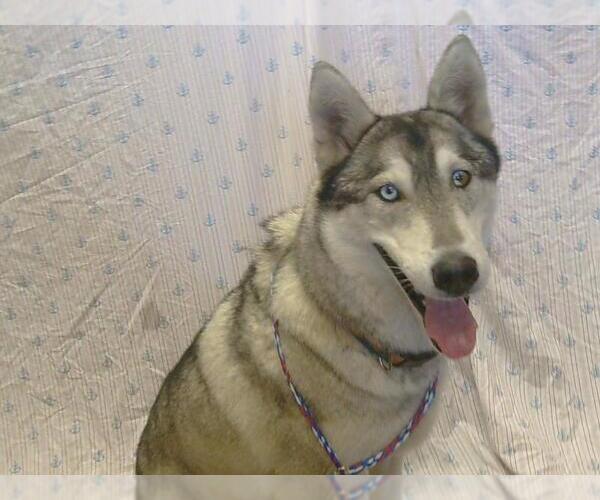 Medium Photo #1 Siberian Husky Puppy For Sale in Sacramento, CA, USA