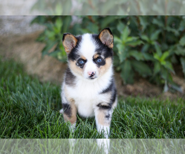 Medium Photo #11 Pomsky Puppy For Sale in GOSHEN, IN, USA