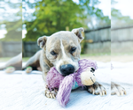 Small #5 American Pit Bull Terrier-Great Dane Mix