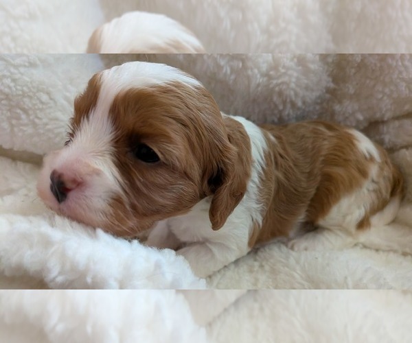 Medium Photo #5 Cavapoo (Miniature) Puppy For Sale in SAINT FRANCIS, MN, USA